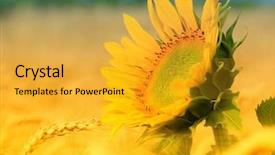  Presentation with sunflowers - Slides enhanced with sunflowers in the field of wheat background and a gold colored foreground
