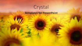  Presentation with sunflowers - Amazing PPT theme having sunflowers-on-a-field-blurred backdrop and a coral colored foreground