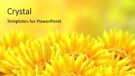  Presentation with sunflower - Amazing theme having sunflowers on blurred background backdrop and a light gray colored foreground