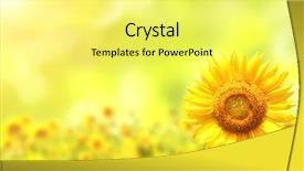  Presentation with crime tape blurred forensic - Slide deck featuring sunflowers on blurred sunny background background and a yellow colored foreground