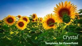  Presentation with poland - Presentation theme with sunflowers-on-the-field background and a tawny brown colored foreground