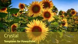  Presentation with poland - Theme consisting of sunflowers-on-the-field background and a gold colored foreground