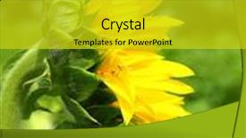  Presentation with sunflowers - Theme featuring sunflowers over field background and a gold colored foreground