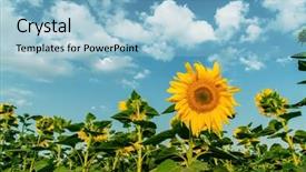  Presentation with sunflowers - PPT layouts featuring set of various raw hot peppers isolated on white background background and a lemonade colored foreground