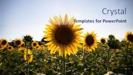  Presentation with sky blue and golden yellow - Presentation theme having sunflowers-with-blue-sky background and a sky blue colored foreground