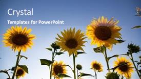  Presentation with blue sky - Theme enhanced with sunflowers-with-blue-sky background and a teal colored foreground