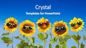  Presentation with sunflowers - Slides having sunflowers with sunglasses on blue background and a dark gray colored foreground