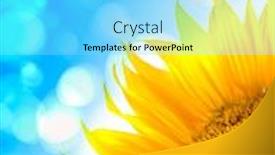  Presentation with sunflowers - Presentation having sunflowers background and a arctic colored foreground