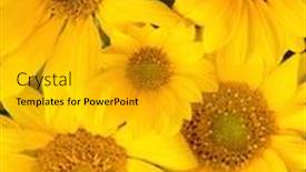  Presentation with sunflowers - PPT theme featuring sunflowers background and a gold colored foreground