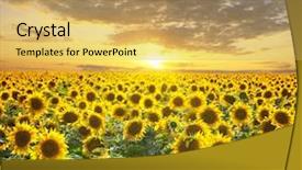 Presentation with sunflowers - Cool new presentation theme with sunflowers backdrop and a yellow colored foreground