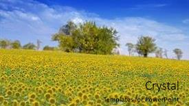  Presentation with sunflowers - Amazing PPT theme having sunflowers backdrop and a gold colored foreground