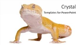  Presentation with cartoon leopard - Audience pleasing presentation theme consisting of sunglow leopard gecko eublepharis macularius backdrop and a white colored foreground