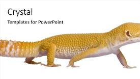  Presentation with walking - PPT theme featuring sunglow leopard gecko eublepharis macularius background and a white colored foreground