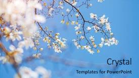  Presentation with botanical garden - Colorful PPT theme enhanced with sunlight against blue sky abstract backdrop and a light blue colored foreground