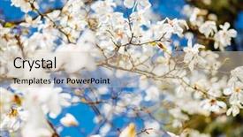  Presentation with botanical garden - Presentation having sunlight against blue sky abstract background and a soft green colored foreground