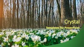  Presentation with snowdrop - Audience pleasing presentation consisting of sunlight early spring time backdrop and a tawny brown colored foreground