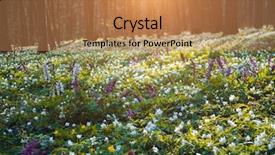  Presentation with snowdrop - Audience pleasing slide set consisting of sunlight early spring time backdrop and a coral colored foreground