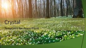  Presentation with snowdrop - PPT theme featuring sunlight early spring time background and a yellow colored foreground