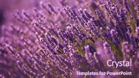  Presentation with nature purple - Colorful slide deck enhanced with sunlight flare in bacground backdrop and a violet colored foreground