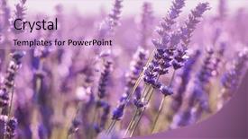  Presentation with nature purple - Beautiful slides featuring sunlight flare in bacground backdrop and a lavender colored foreground