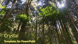  Presentation with flare - Theme with sunlight-flare-over-the-forest background and a  colored foreground