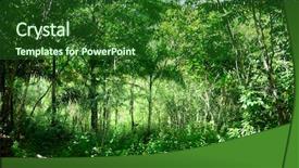  Presentation with jungle - Audience pleasing slide deck consisting of sunlight in jungle of dominican backdrop and a forest green colored foreground