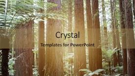  Presentation with redwood forest - Audience pleasing PPT theme consisting of sunlight in redwood trees forest backdrop and a coral colored foreground