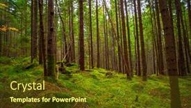  Presentation with sunlight - Slides consisting of sunlight-in-the-green-forest background and a tawny brown colored foreground