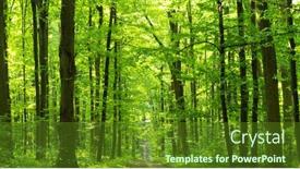  Presentation with sunlight - Presentation design enhanced with sunlight-in-the-green-forest background and a  colored foreground