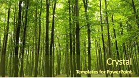  Presentation with sunlight - Slide set featuring sunlight in the green forest background and a tawny brown colored foreground