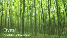  Presentation with abstract green forest - Slide deck featuring sunlight in the green forest background and a tawny brown colored foreground