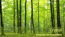  Presentation with sunlight - Presentation theme having sunlight-in-the-green-forest background and a  colored foreground