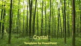  Presentation with abstract green forest - Amazing slides having sunlight in the green forest backdrop and a tawny brown colored foreground