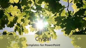  Presentation with summer trees - Cool new presentation theme with sunlight in trees of green backdrop and a yellow colored foreground