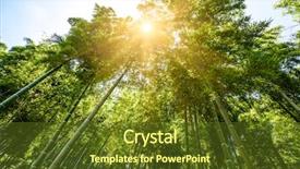  Presentation with lights through forest - Presentation consisting of sunlight passes through the bamboo background and a tawny brown colored foreground