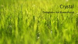  Presentation with sunlight - Beautiful slide set featuring sunlight shallow depth of field backdrop and a  colored foreground