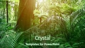  Presentation with jungle - Beautiful presentation featuring sunlight shining in tropical jungle backdrop and a forest green colored foreground