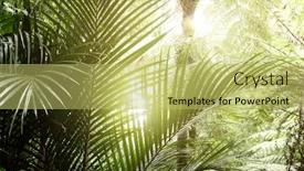  Presentation with shining - Presentation design consisting of sunlight shining in tropical jungle background and a yellow colored foreground