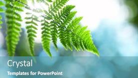  Presentation with fern - Cool new presentation design with sunlight through a branch of a fern against green vegetation backdrop and a teal colored foreground