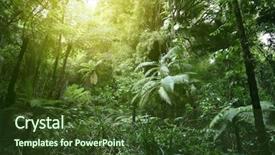  Presentation with jungle - Colorful slide deck enhanced with sunlit tree canopy in tropical backdrop and a tawny brown colored foreground
