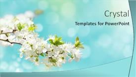  Presentation with cherry - Presentation theme enhanced with sunny-backdrop-with-spring-cherry background and a arctic colored foreground