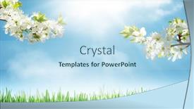  Presentation with cherry blossom - Presentation theme consisting of sunny-backdrop-with-spring-cherry background and a light blue colored foreground