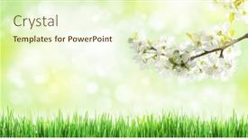  Presentation with cherry blossom - Colorful presentation design enhanced with sunny-backdrop-with-spring-cherry backdrop and a cream colored foreground