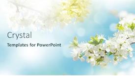  Presentation with cherry blossom - Presentation design with sunny-backdrop-with-spring-cherry background and a sky blue colored foreground