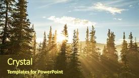  Presentation with forest - Audience pleasing PPT layouts consisting of sunny beams in forest backdrop and a tawny brown colored foreground