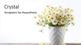  Presentation with dispersion light - Slide set having sunny daisy colour - beautiful bouquet of daisies background and a  colored foreground