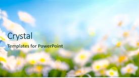 Presentation with wild flower in field of daisies - Cool new presentation design with sunny daisy colour - chamomile flower in the field backdrop and a cool aqua colored foreground