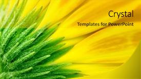  Presentation with gerbera daisy - Amazing presentation design having sunny daisy colour - closeup of yellow gerbera jamesonii backdrop and a light gray colored foreground