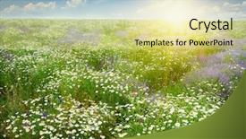  Presentation with summer wheat field blue - PPT layouts featuring sunny daisy glade - dawn over the scenic summer background and a blonde colored foreground