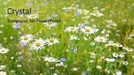  Presentation with white green - Slide set enhanced with sunny daisy glade - white camomiles on a background background and a yellow colored foreground